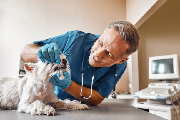 Best Emergency Dental Extractions in Garden Grove, FL